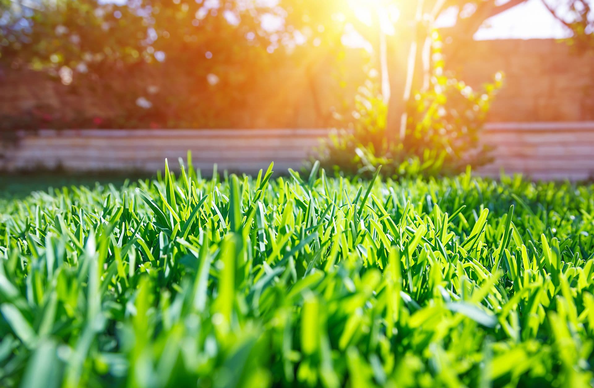 Backyard Landscape